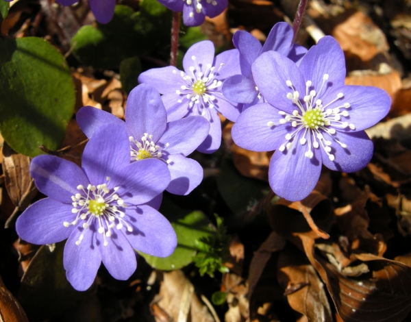 Hepatica nobilis / Erba trinit